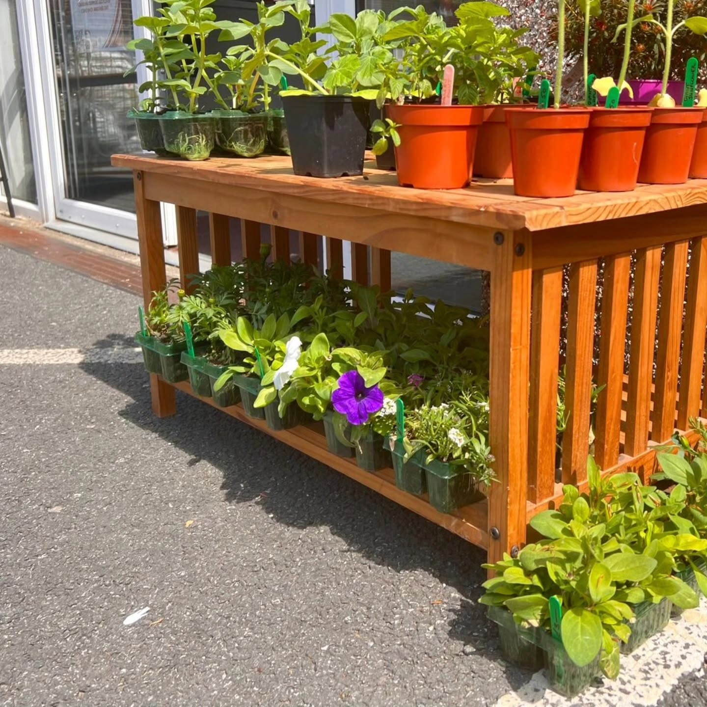 Gardening activity at Pembrokeshire FRAME